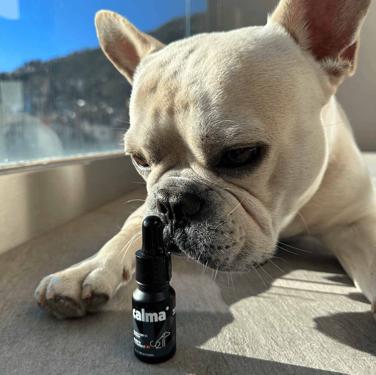 Huile de CBD pour chiens đ¶