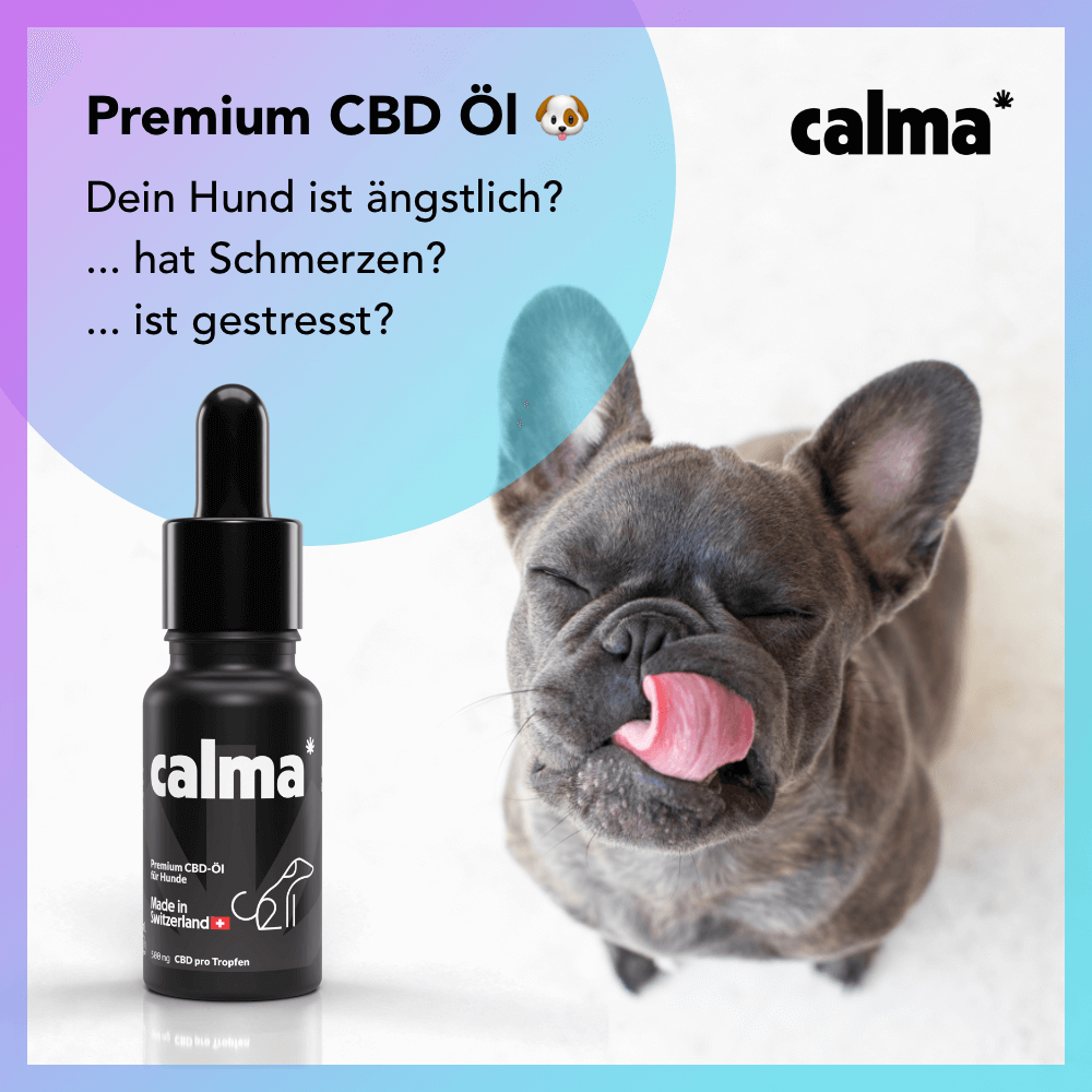 Huile de CBD pour chiens đ¶
