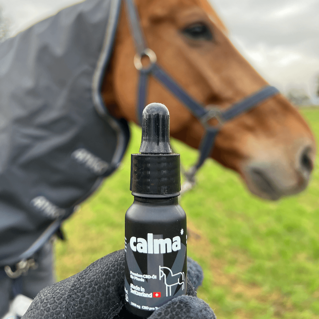 Huile de CBD pour chevaux đŽ