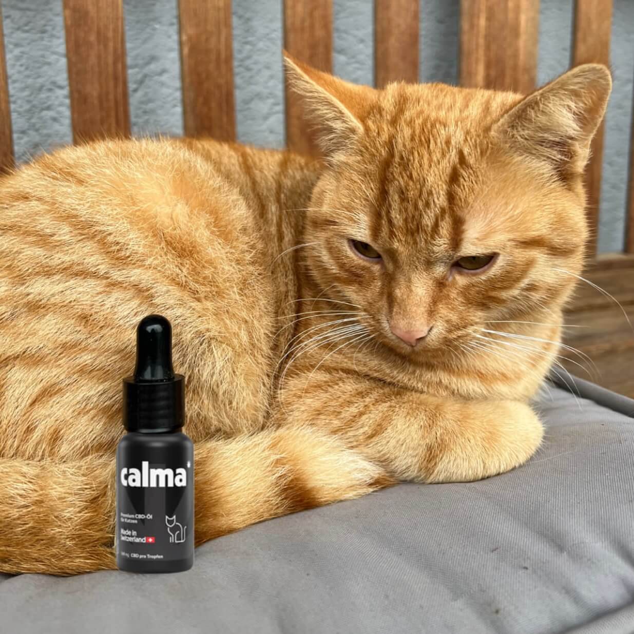 Huile CBD pour chats 🐱