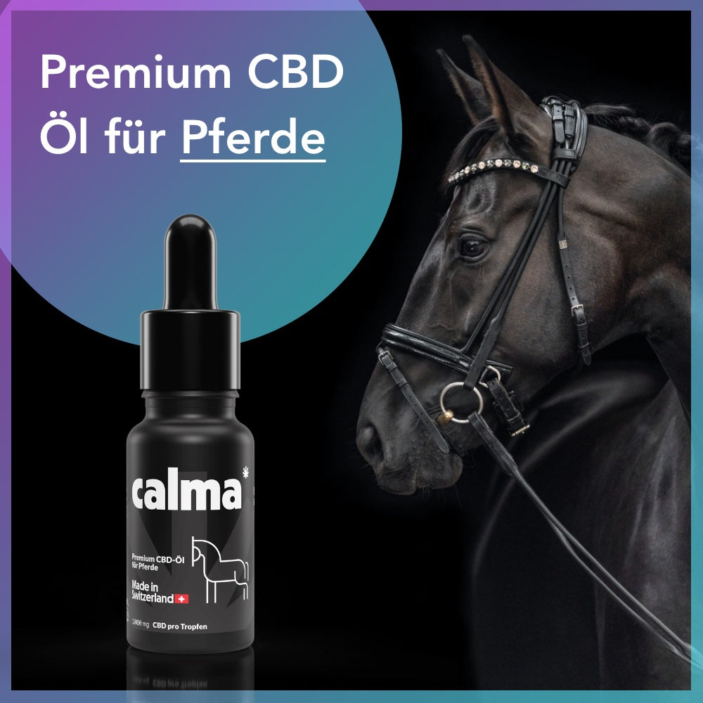 Huile de CBD pour chevaux 🐴